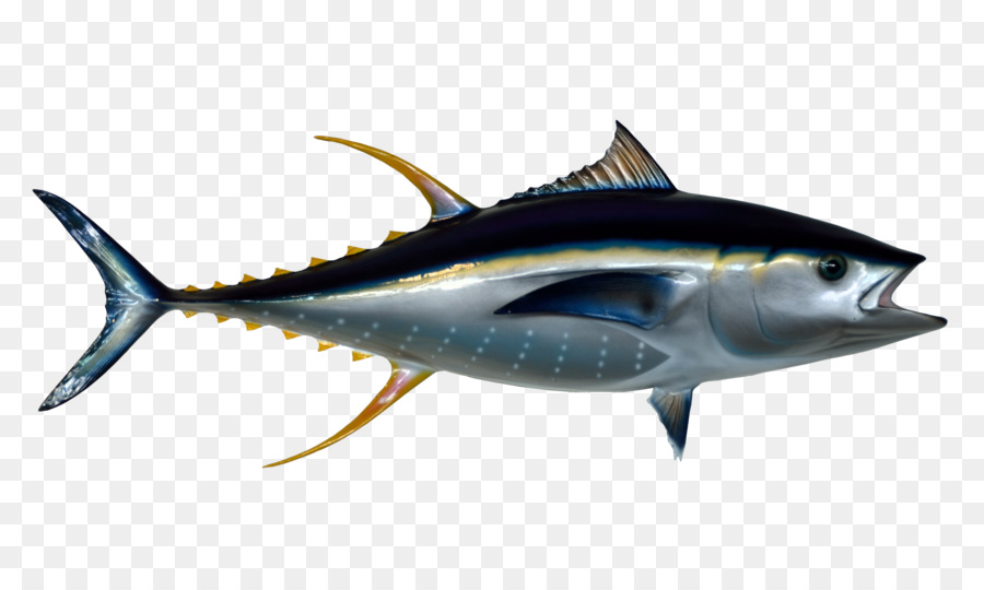 Portable Network Graphics Tuna fish sandwich Transparency Yellowfin tuna - fish png pngpix png download - 3500*2057 - Free Transparent Tuna Fish Sandwich png Download.