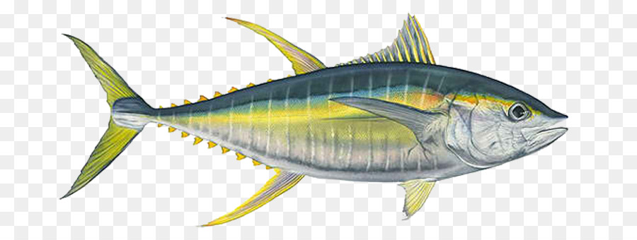 Mackerel Bigeye tuna Yellowfin tuna Albacore Fishing - Ahi Tuna Transparent Background png download - 765*330 - Free Transparent Mackerel png Download.