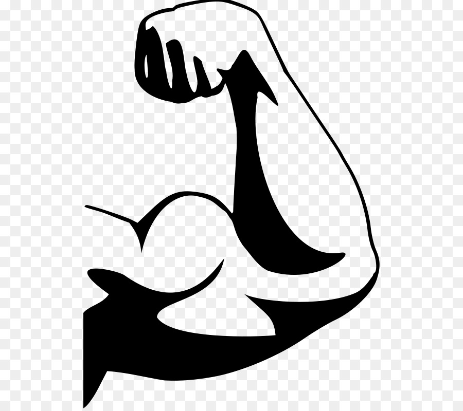 Muscle Arm Human body Clip art - Cliparts Arms Fitness png download - 576*796 - Free Transparent Muscle png Download.