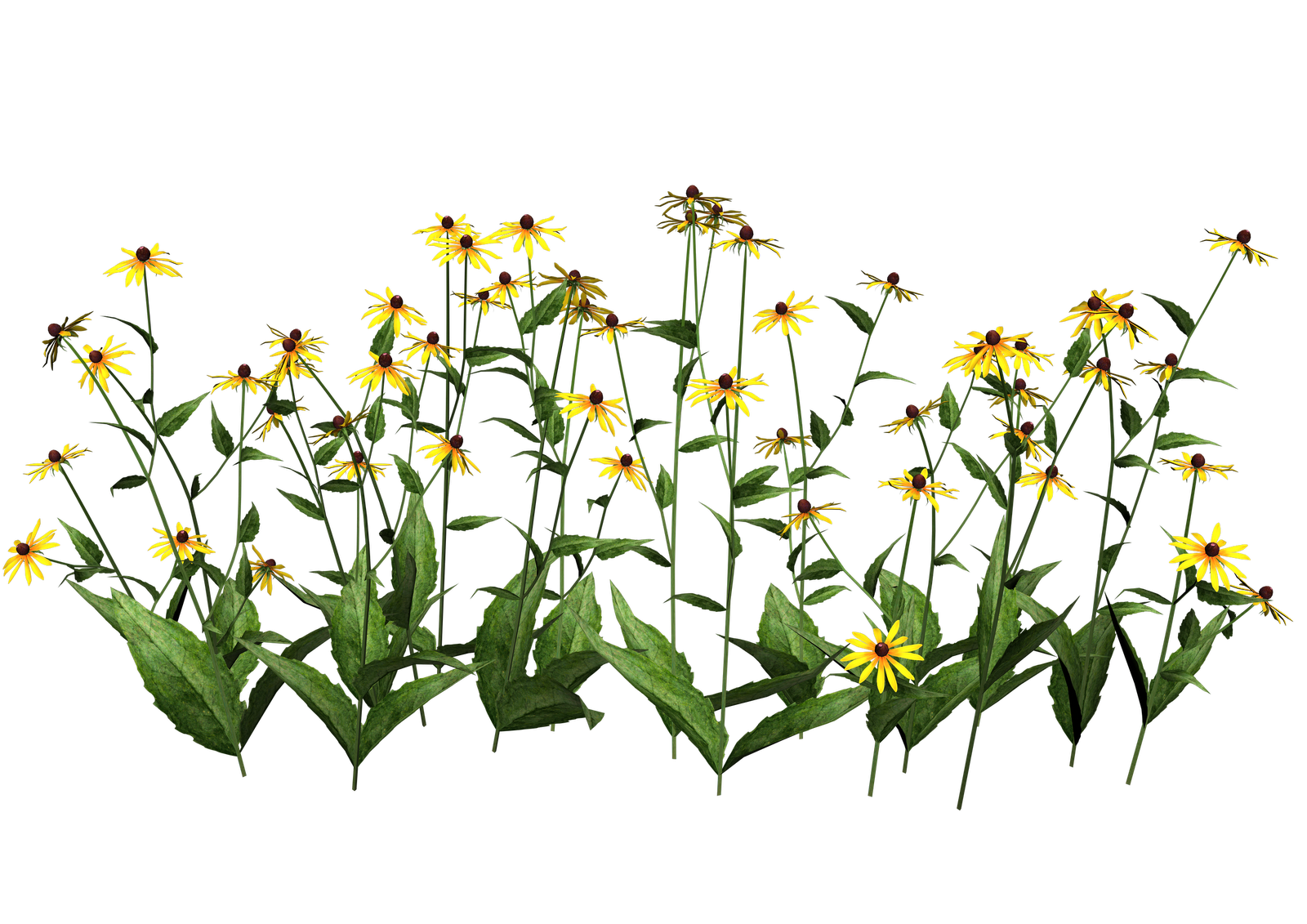 Plant Wildflower Clip art - plants png download - 1600*1131 - Free  Transparent Plant png Download. - Clip Art Library