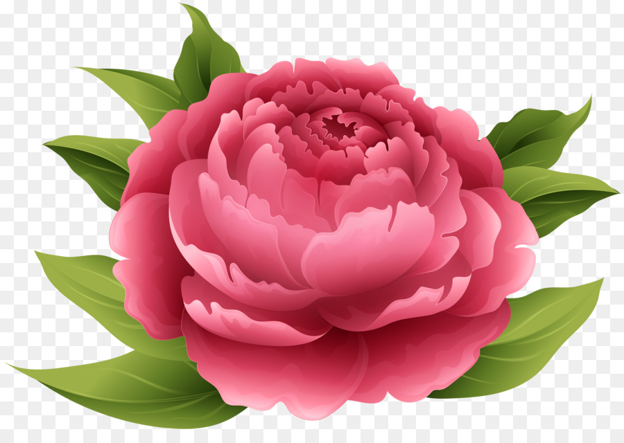 Peony Flower Clip art - peony png download - 7000*4848 - Free Transparent Peony png Download.