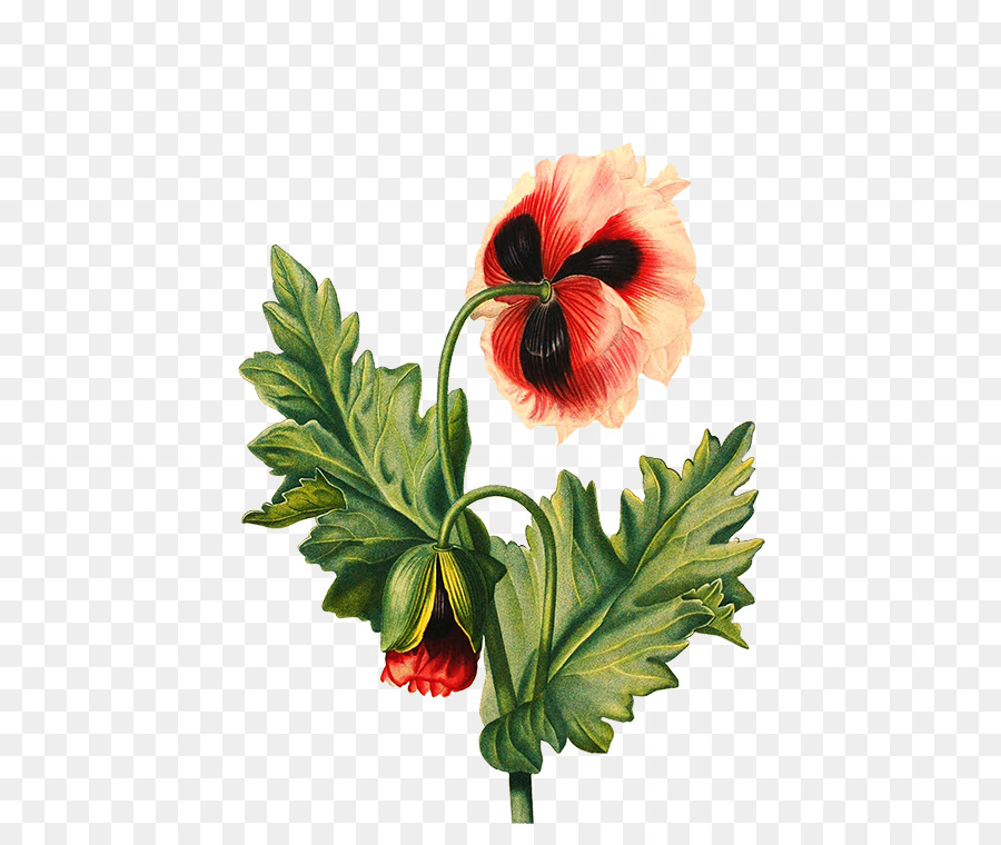 Flower Drawing Poppy - flower png download - 525*750 - Free Transparent Flower png Download.