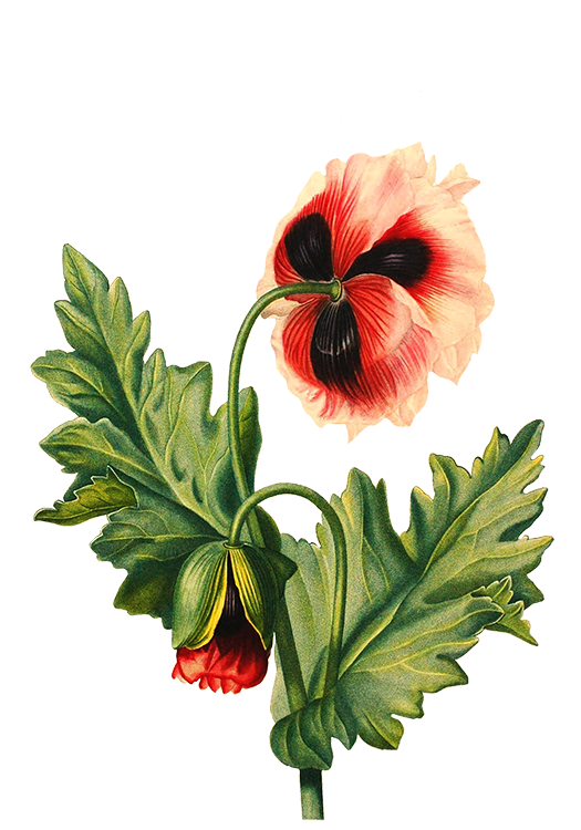 Flower Drawing Poppy - flower png download - 525*750 - Free Transparent ...