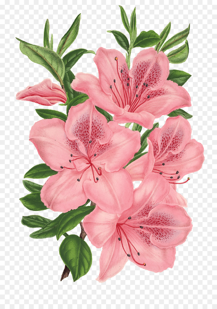 Pink bunch Drawing Pink flowers Floral design - flower png download - 851*1280 - Free Transparent Pink Bunch png Download.