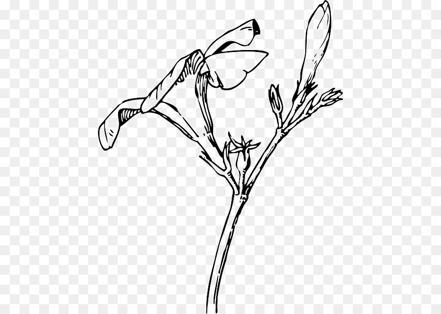 Nature Drawing and Design. Oleander Flower Bud Clip art - flower Drawing png download - 500*640 - Free Transparent Nature Drawing And Design png Download.