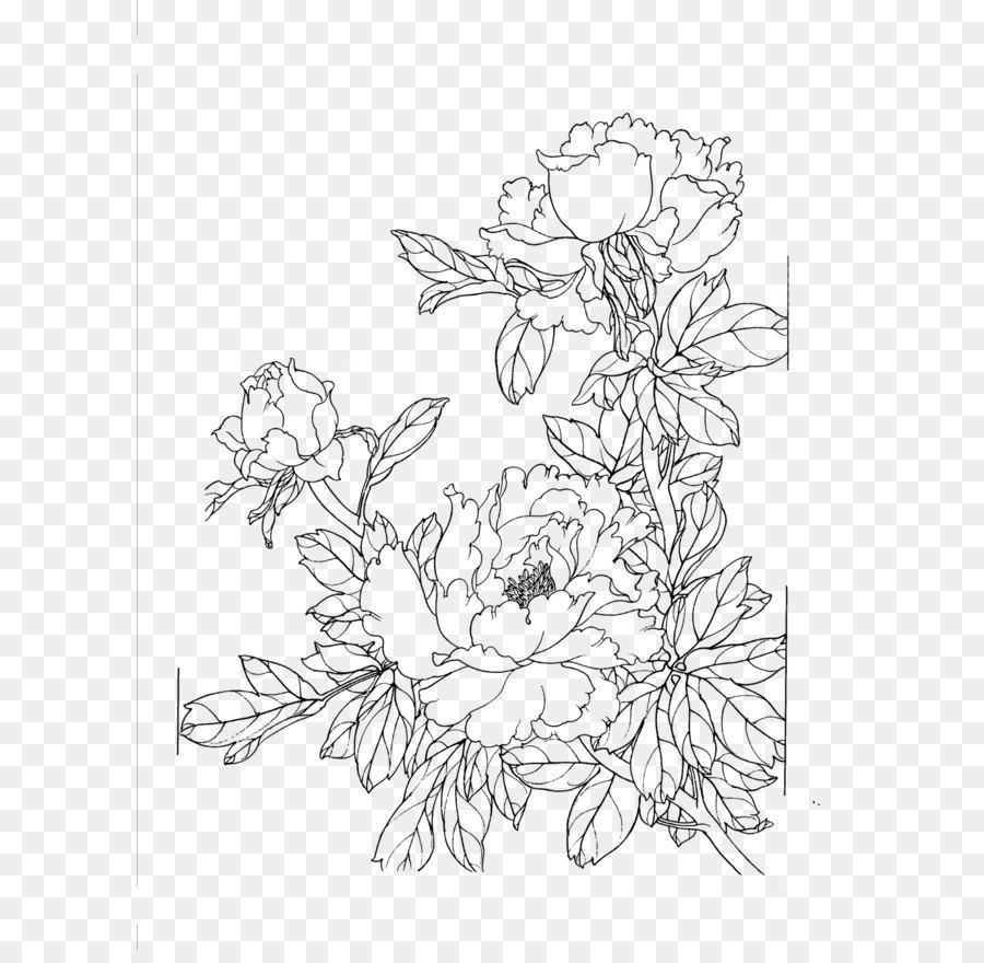 Drawing - Peony flower line drawing png download - 1197*1600 - Free Transparent Drawing png Download.