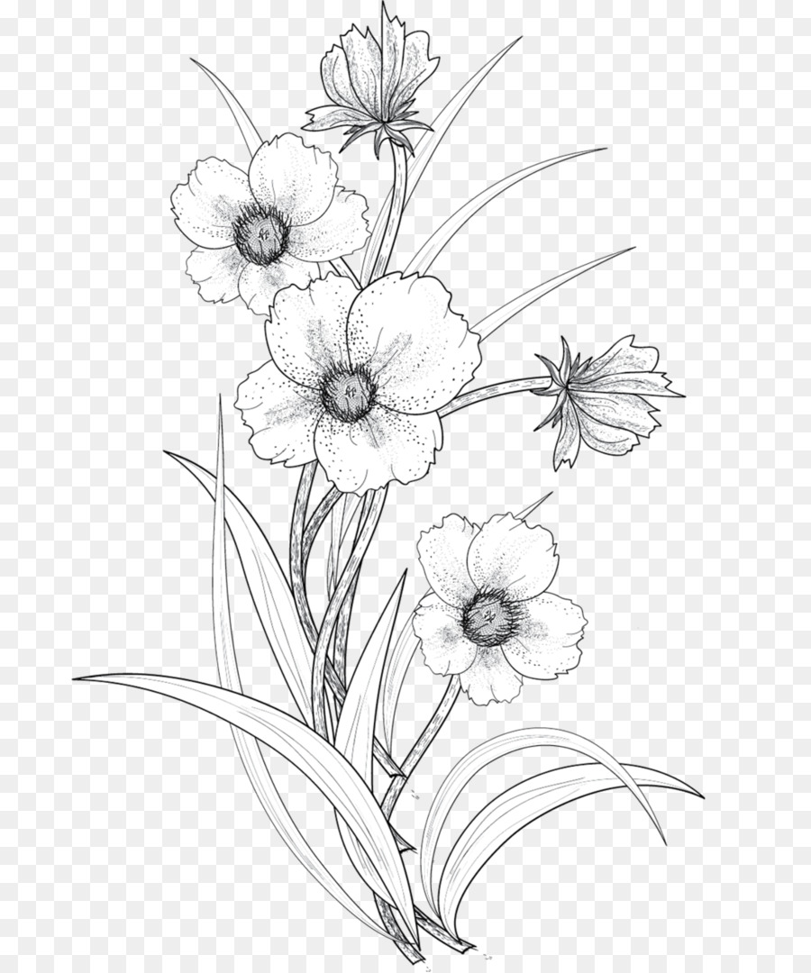 Drawing Flower Line art - Line drawing flowers png download - 741*1079 - Free Transparent Drawing png Download.