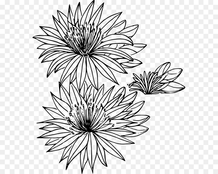 Montana Bitterroot Flower Drawing Clip art - flower png download - 631*720 - Free Transparent Montana png Download.