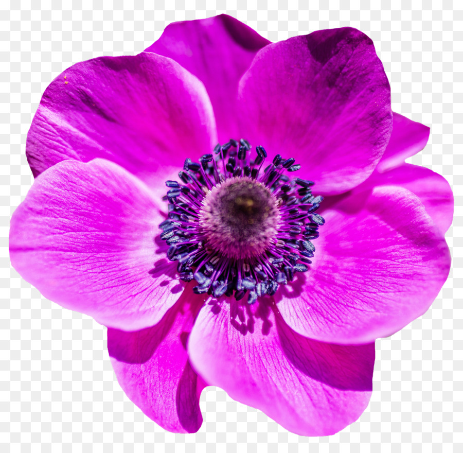 Flower png download - 1000*972 - Free Transparent Flower png Download.