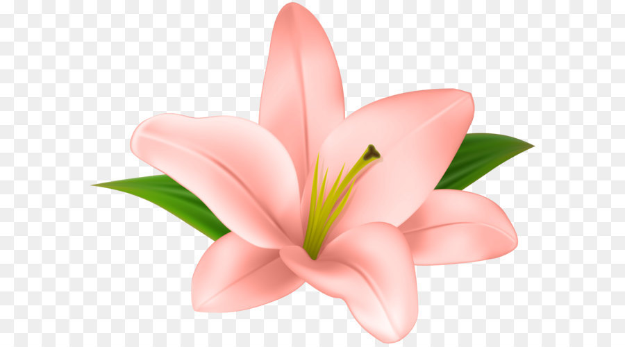 Lilium Clip art - Lilly Flower Transparent Clip Art png download - 6000*4594 - Free Transparent Flower png Download.