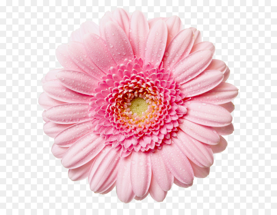 Free Flowers Png Transparent, Download Free Flowers Png