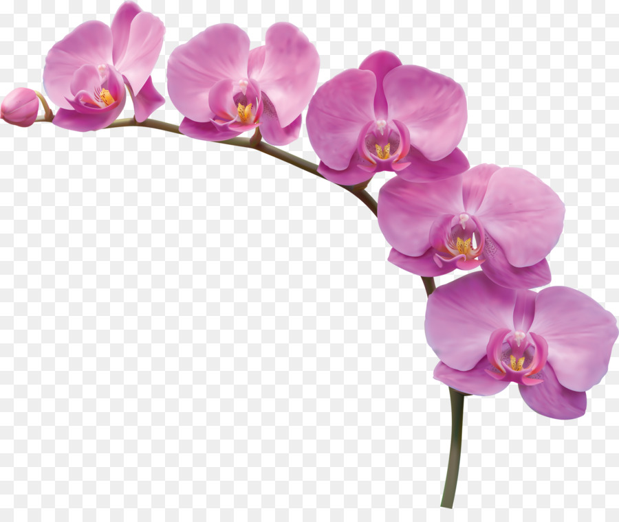 Flower - Orchid flowers png download - 1600*1318 - Free Transparent Flower png Download.
