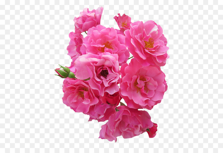 Garden roses Pink flowers Clip art - rose png download - 500*601 - Free Transparent Rose png Download.