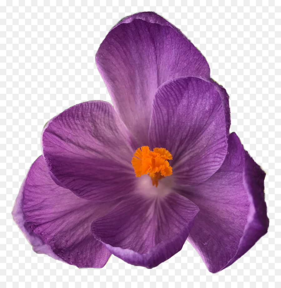 Crocus Pansy Flower bouquet - crocus png download - 985*997 - Free Transparent Crocus png Download.