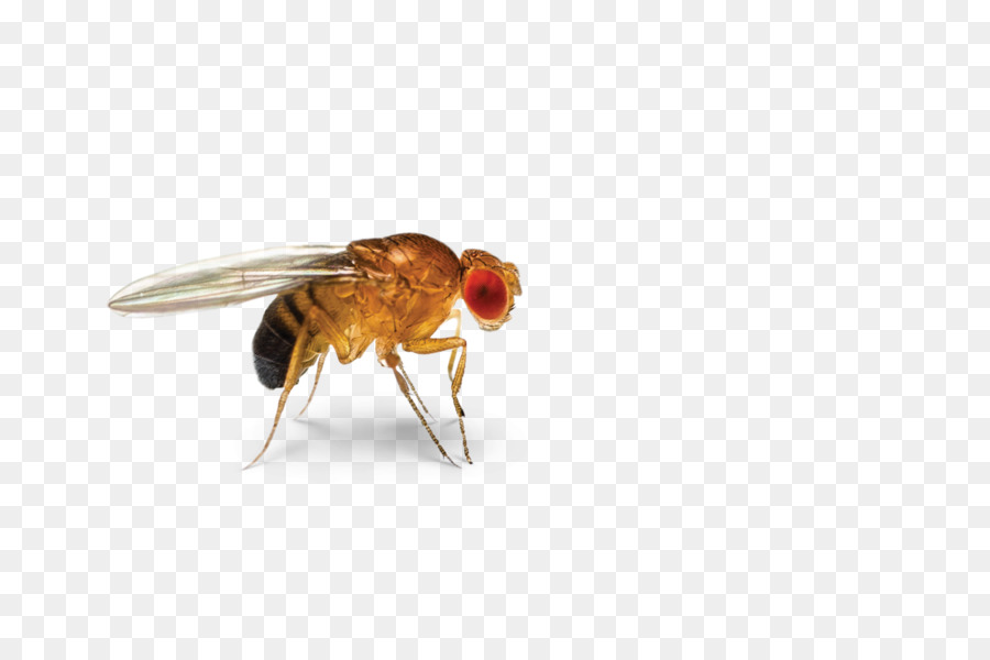 Insect Cockroach Common fruit fly Fruit flies Pest - speak png download - 1600*1060 - Free Transparent Insect png Download.