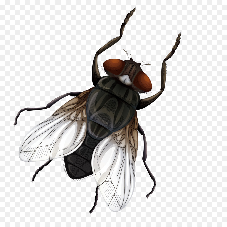 Insect Fly Vecteur Euclidean vector - Vector male flies png download - 1500*1500 - Free Transparent Insect png Download.
