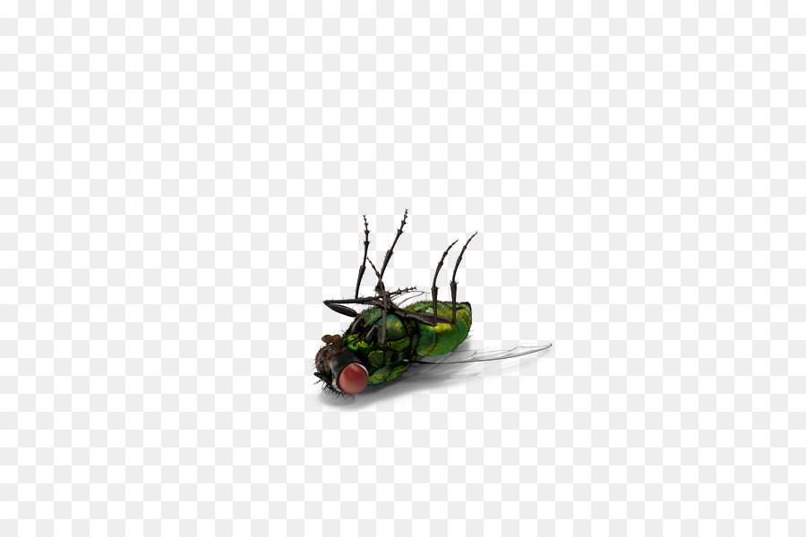 Insect Fly - Green dead flies png download - 600*600 - Free Transparent Insect png Download.