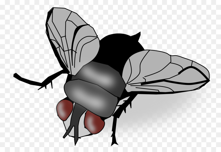 Insect Fly Clip art - fly png download - 2400*1605 - Free Transparent Insect png Download.