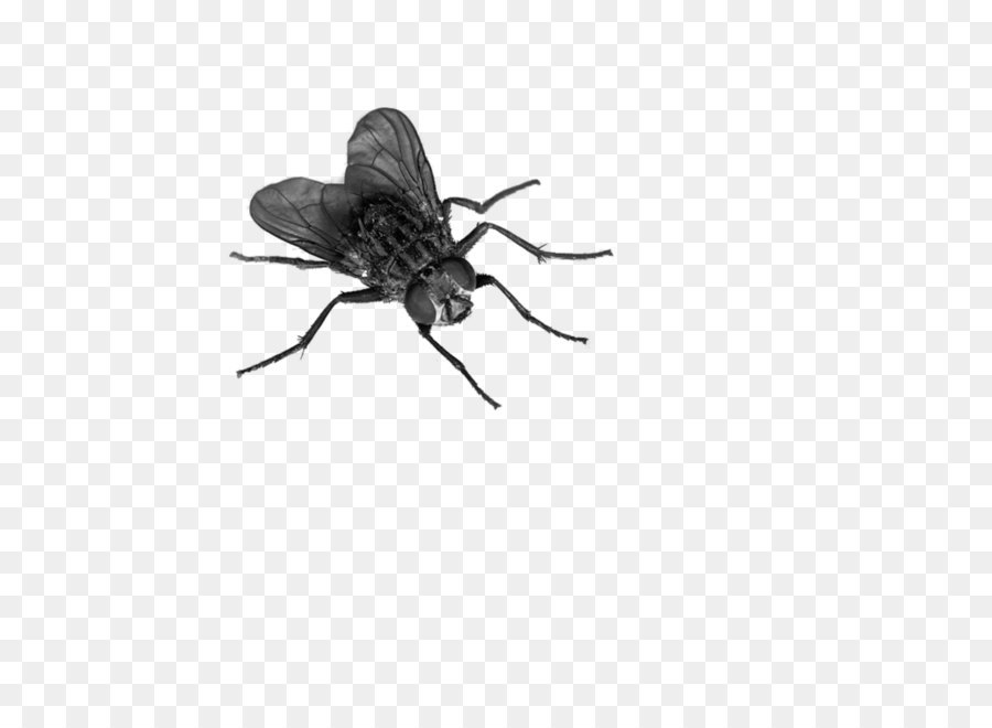 Fly Display resolution - Fly Png 4 png download - 894*894 - Free Transparent Fly png Download.