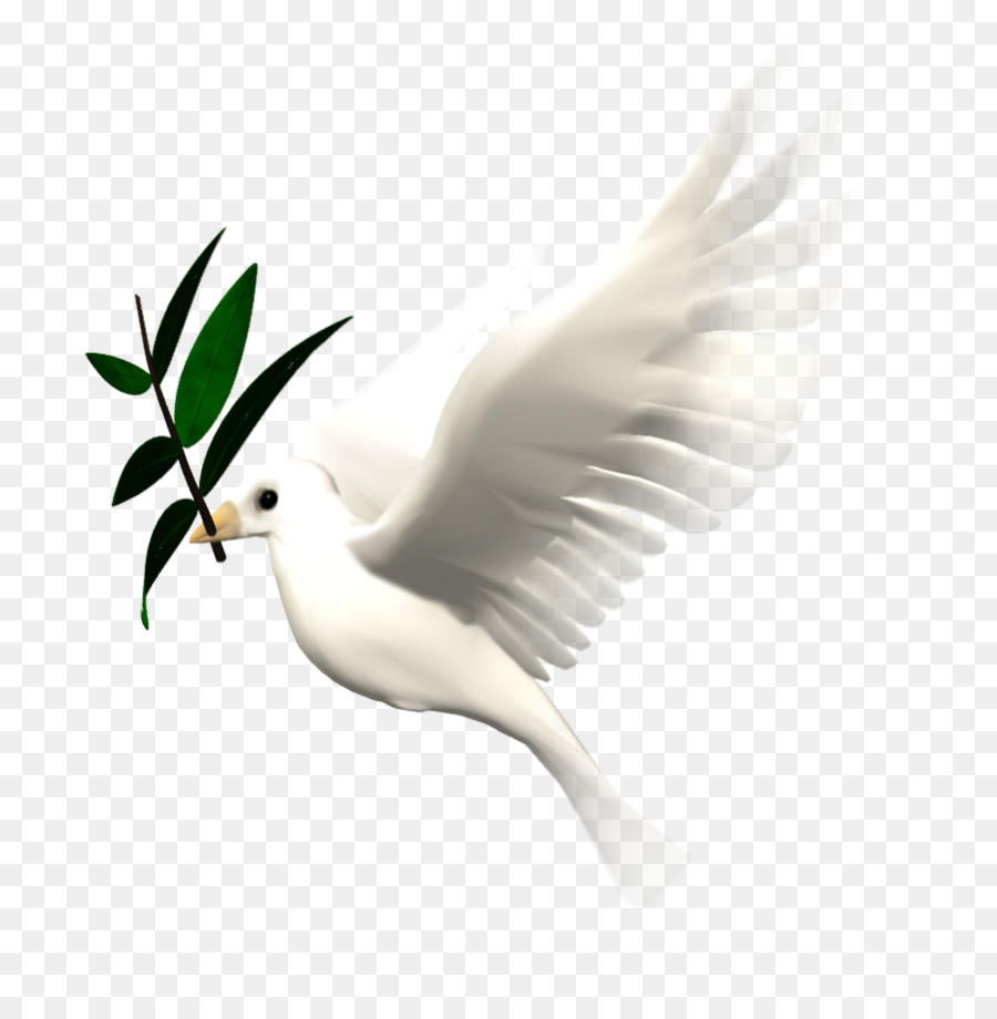 Bird Animation Giphy Clip art - DOVES png download - 901*902 - Free Transparent Bird png Download.