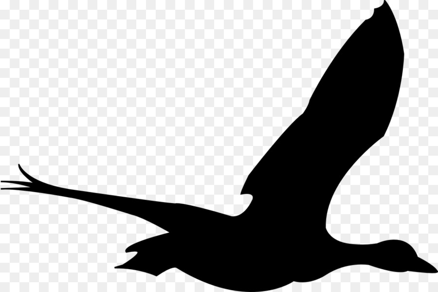 Bird Goose Cygnini Duck Columbidae - Bird png download - 960*640 - Free Transparent Bird png Download.
