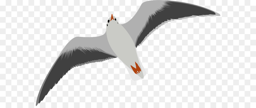 Gulls Bird Clip art - Gull PNG png download - 960*551 - Free Transparent Gulls png Download.