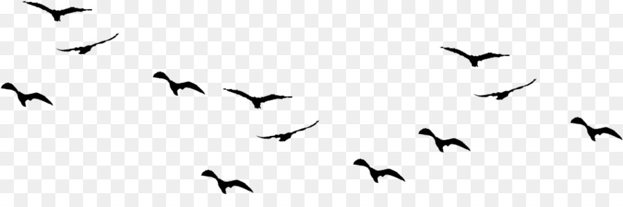 Bird Portable Network Graphics Clip art Vector graphics Gulls - bird flying png clipart png download - 955*299 - Free Transparent Bird png Download.