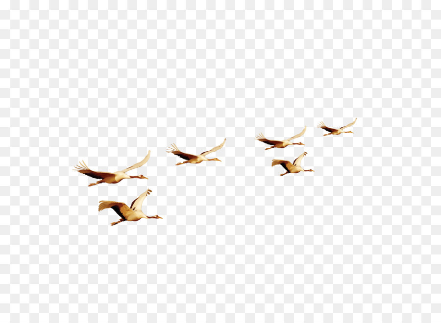 Bird flight Bird flight Euclidean vector - Flying bird material png download - 1181*1181 - Free Transparent Bird png Download.