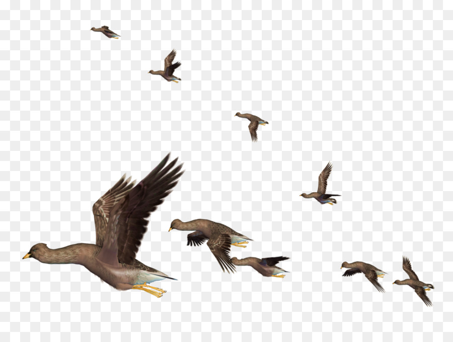 Bird flight Bird flight Clip art - Flying Bird PNG Clipart png download - 1024*768 - Free Transparent Bird png Download.