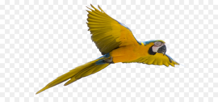 Parrot Bird Flight - Yellow flying parrot PNG images, free download png download - 1146*708 - Free Transparent Parrot png Download.