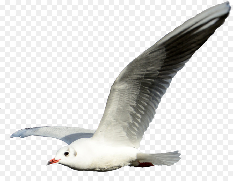 Gulls Portable Network Graphics Clip art Flight Shorebirds - bird flying png transparent background png download - 960*728 - Free Transparent Gulls png Download.