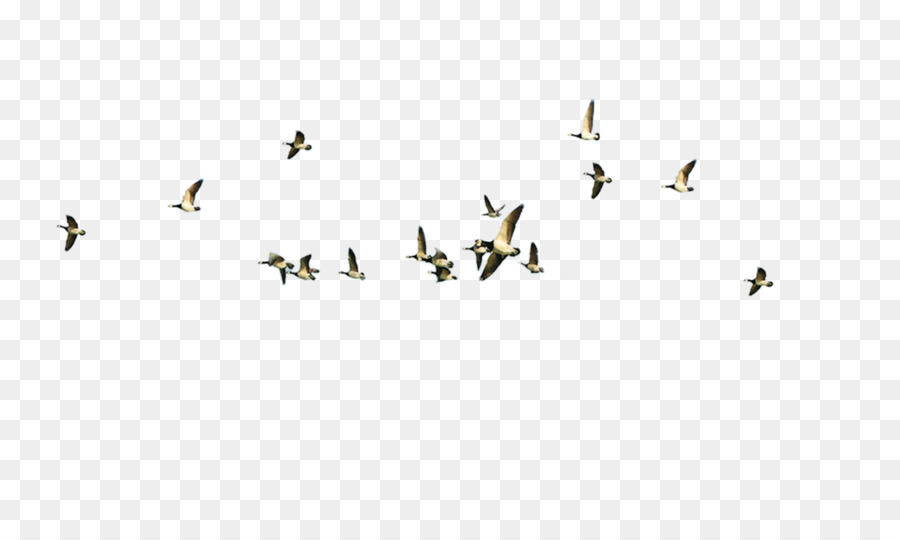 Bird flight Bird flight - Flying geese png download - 5165*3046 - Free Transparent Bird png Download.