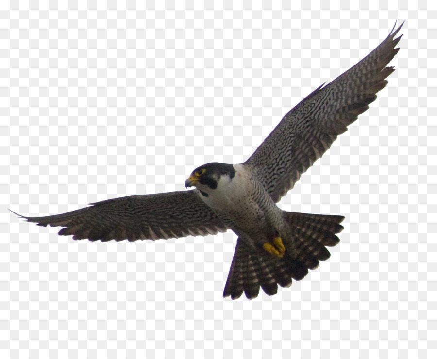 The Peregrine Falcon Flight Bird - falcon png download - 1057*846 - Free Transparent Falcon png Download.