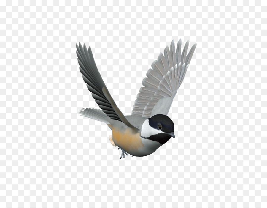 Bird control spike Columbidae Domestic pigeon Kuruca - Flying bird png download - 1042*805 - Free Transparent Bird png Download.