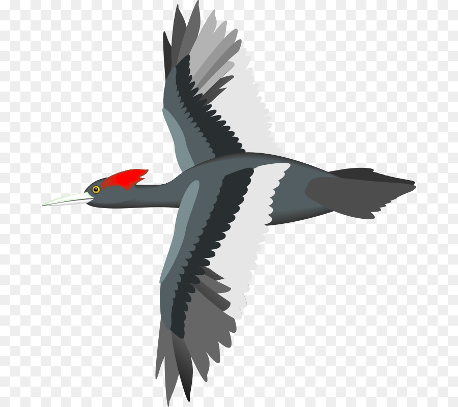 Bird Flight Sparrow Parrot Goose - Free Bird Vector png download - 735*800 - Free Transparent Bird png Download.