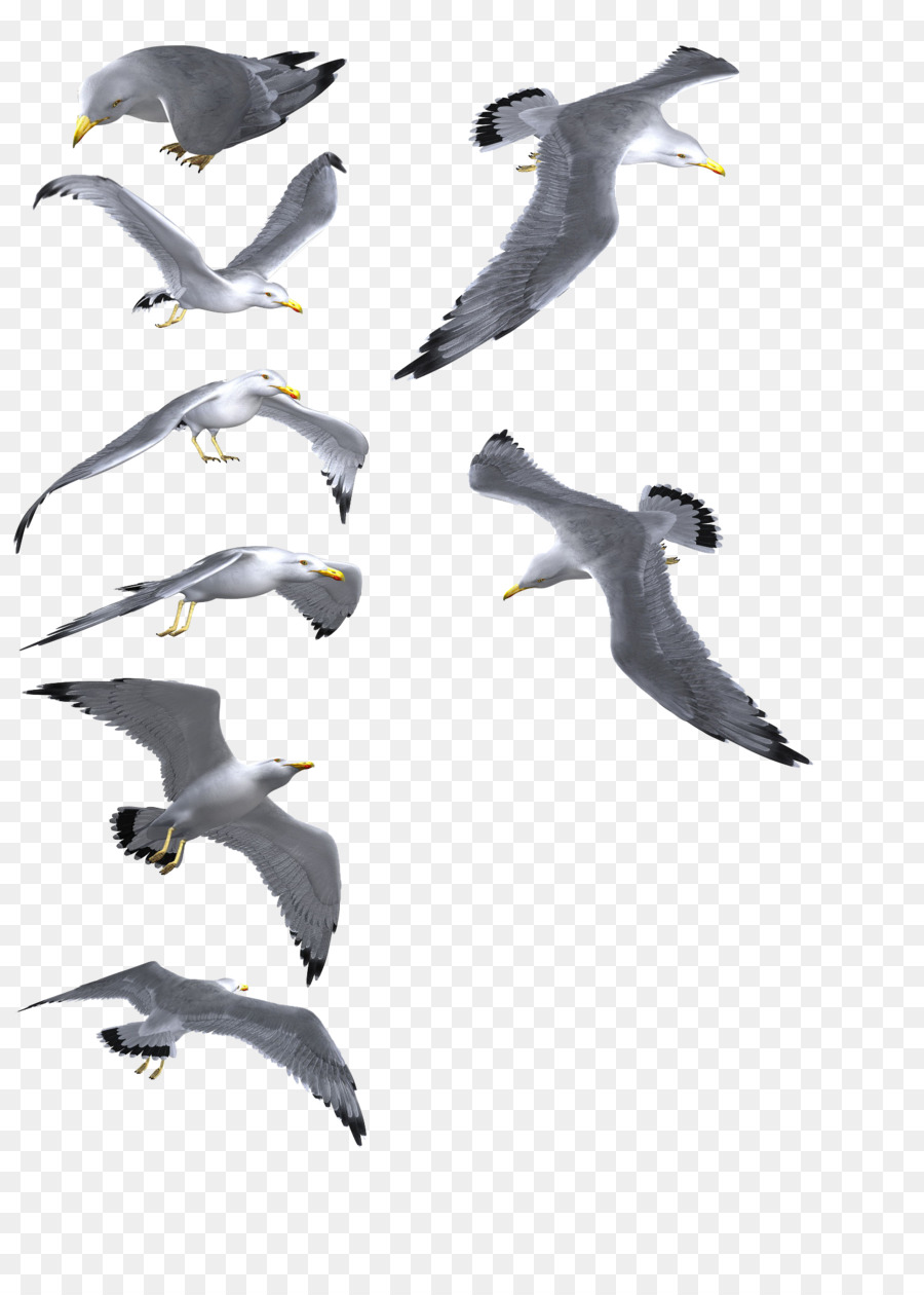 Gulls Bird - gull png download - 900*1252 - Free Transparent Gulls png Download.
