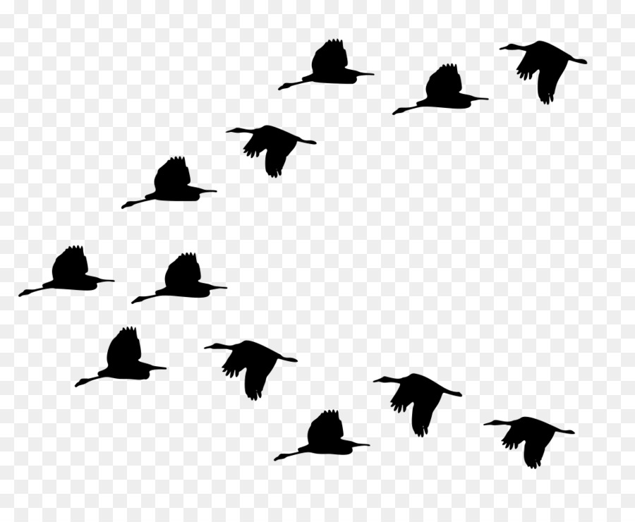 Duck Bird migration Goose Mallard -  png download - 1000*807 - Free Transparent Duck png Download.