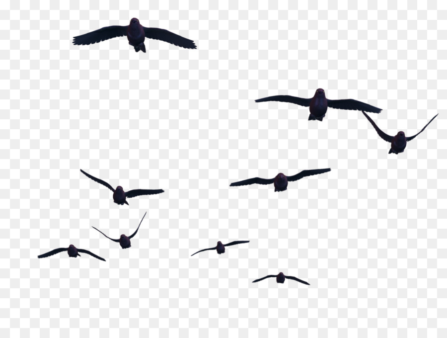 Bird Flight Columbidae Clip art - gull png download - 1024*768 - Free Transparent Bird png Download.