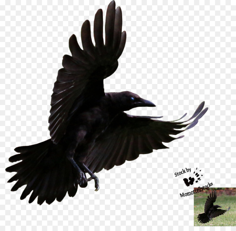 Common raven Bird Flight Clip art - Flying Crow Png png download - 914*875 - Free Transparent Common Raven png Download.