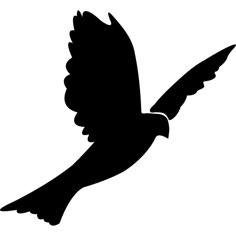 Columbidae Bird Rock dove Silhouette Clip art - Bird png download - 800 ...