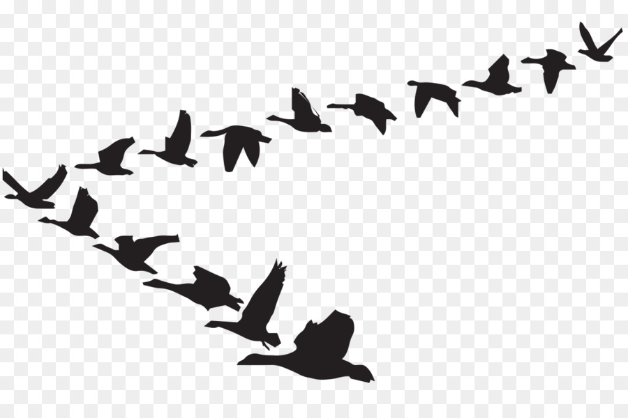Goose Clip art Bird Flight Vector graphics - goose png download - 1200*786 - Free Transparent Goose png Download.
