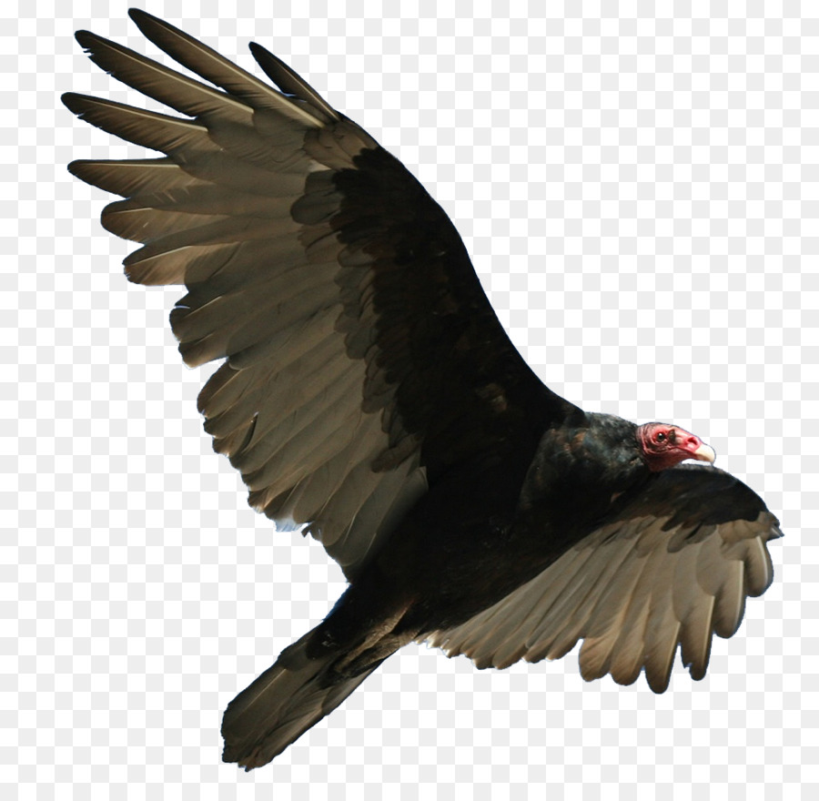 Turkey vulture Bird Flight Buzzard - turkey png download - 960*925 - Free Transparent Turkey Vulture png Download.