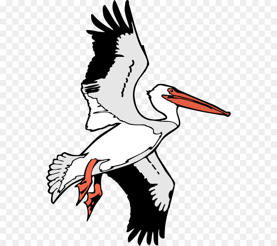 Flight Brown pelican Clip art - Free Bird Vector png download - 600*800 - Free Transparent Flight png Download.