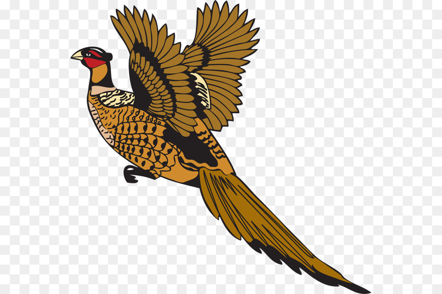 Bird Feather Pheasant Drawing - Bird png download - 613*600 - Free Transparent Bird png Download.