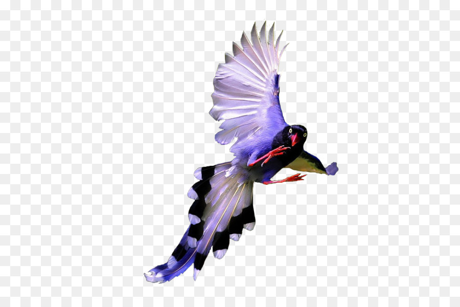 Bird Download - Fly pheasant png download - 600*600 - Free Transparent Bird png Download.