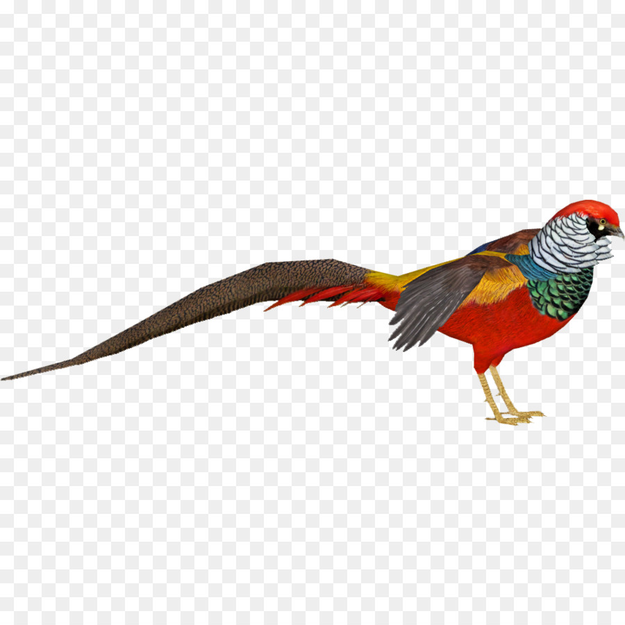 Free Flying Pheasant Silhouette, Download Free Flying Pheasant ...