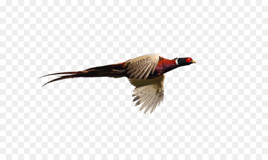 Pheasant Goose Cygnini Flight Bird - goose png download - 800*533 - Free Transparent Pheasant png Download.