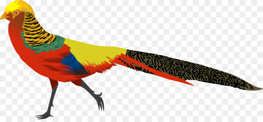 Golden pheasant Phasianidae Bird Clip art - Bird png download - 900*411 - Free Transparent Golden Pheasant png Download.