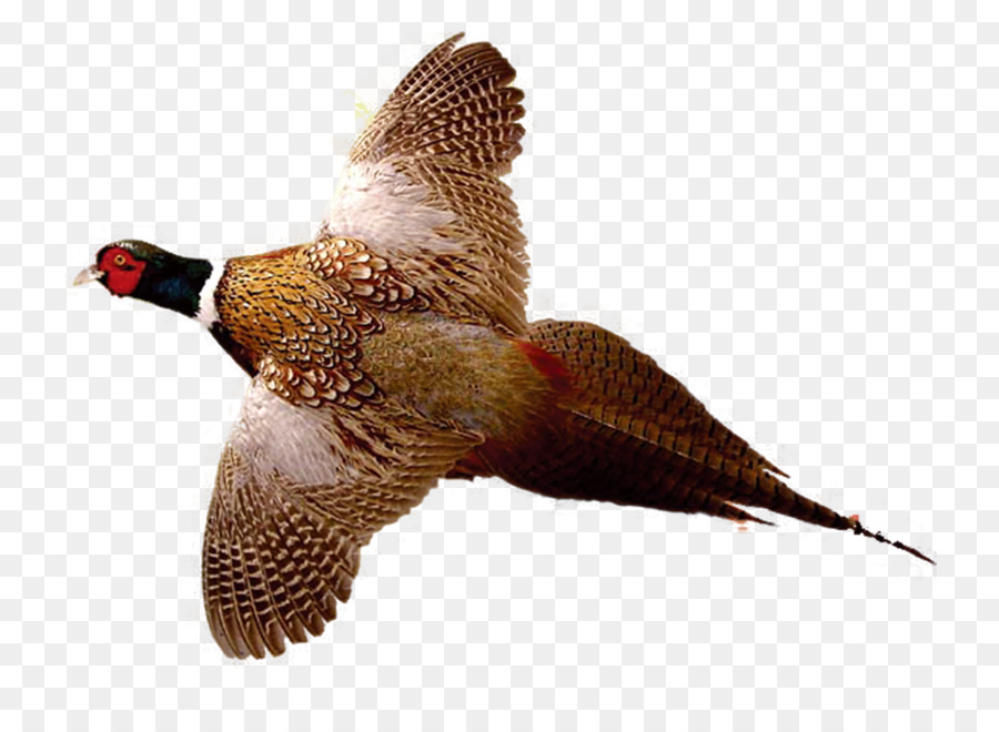 Ring-necked Pheasant Drawing Bird Hunting - Flying pheasant png download - 947*685 - Free Transparent Ringnecked Pheasant png Download.