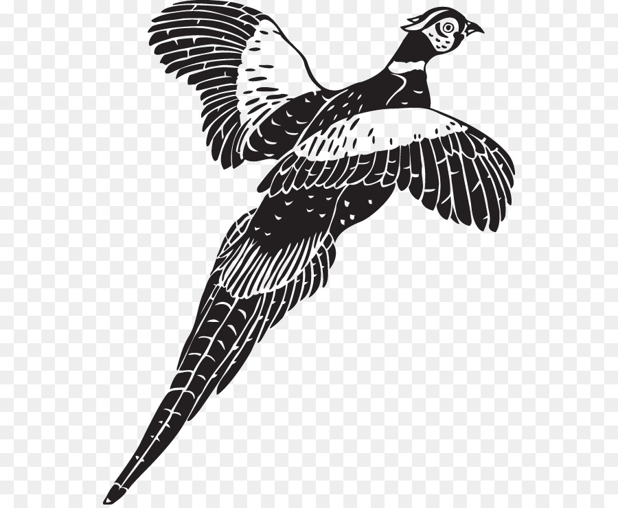 Pheasant Bird Photography Clip art - Bird png download - 600*735 - Free Transparent Pheasant png Download.